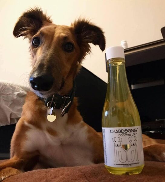 Vino para perros